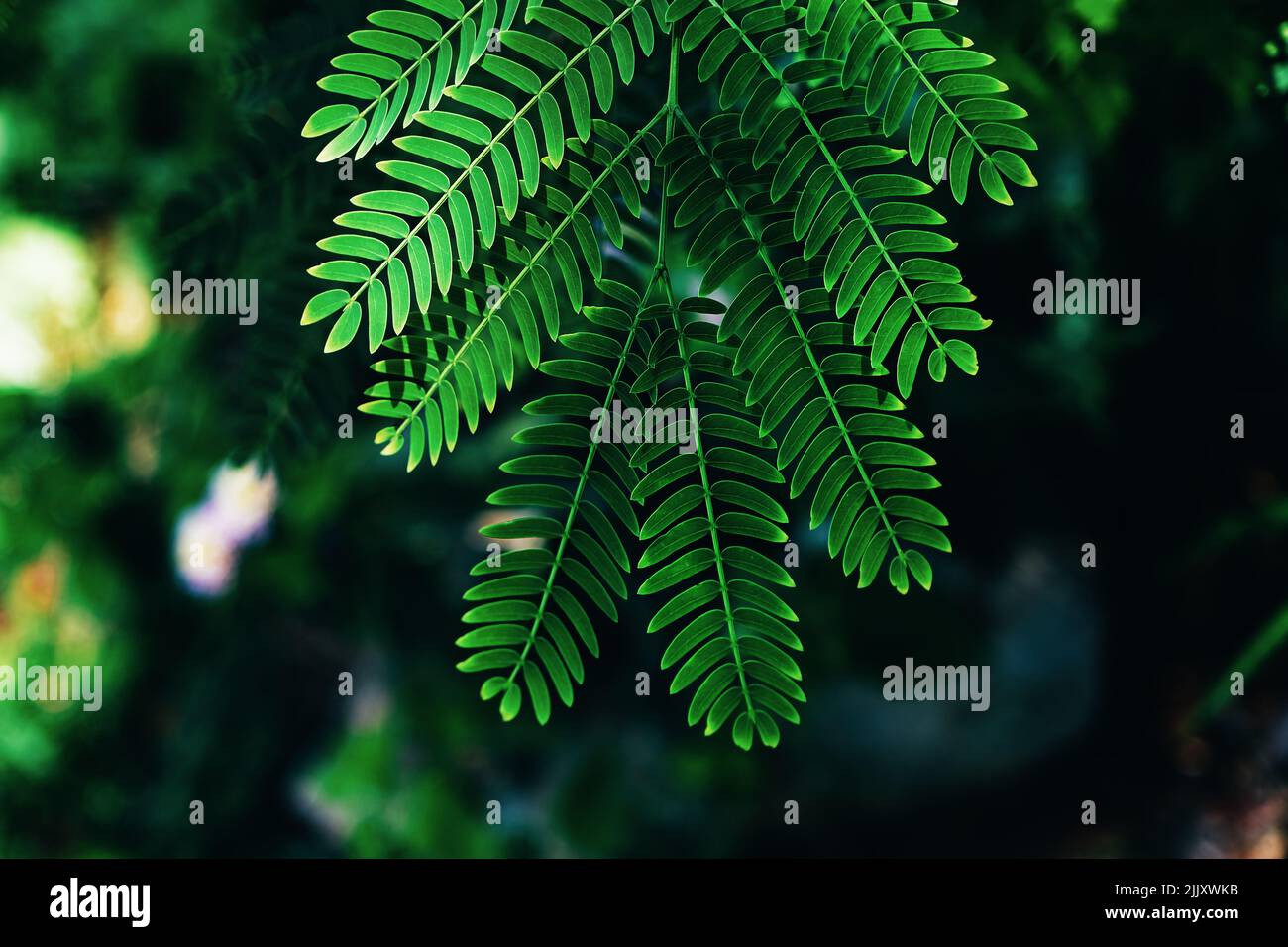 Natural green leaves close-up tropical plant background. Stock Photo