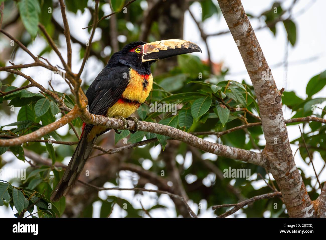 Collared aracari perched on a tree branch photo taken in the rain forest of Panama Stock Photo