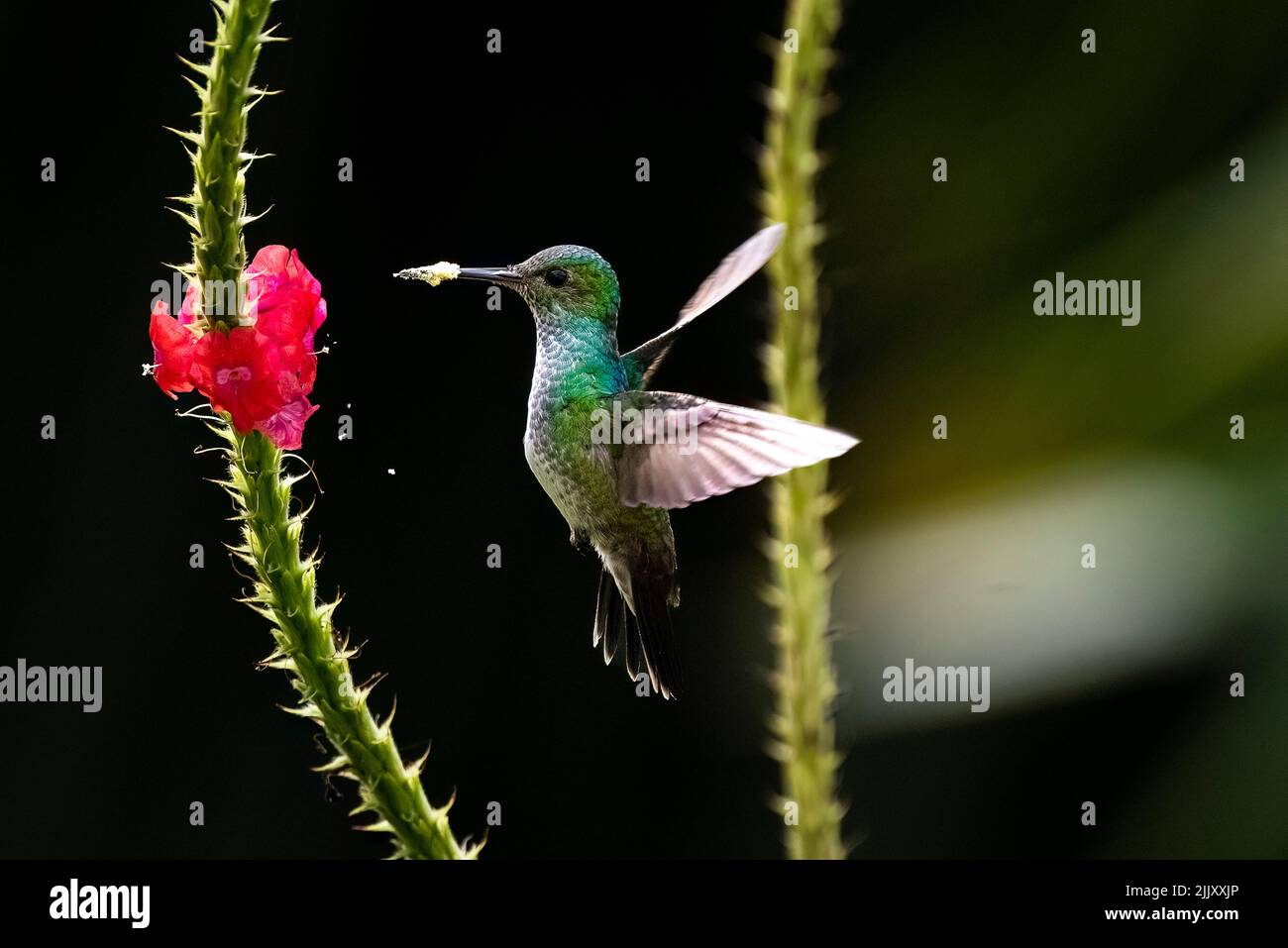 Green hummingbird in flight feeding on a red flower Stock Photo