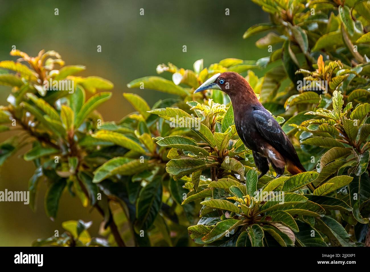 Chestnut-headed oropendola perched bird atop a tree photo taken in Panama Stock Photo