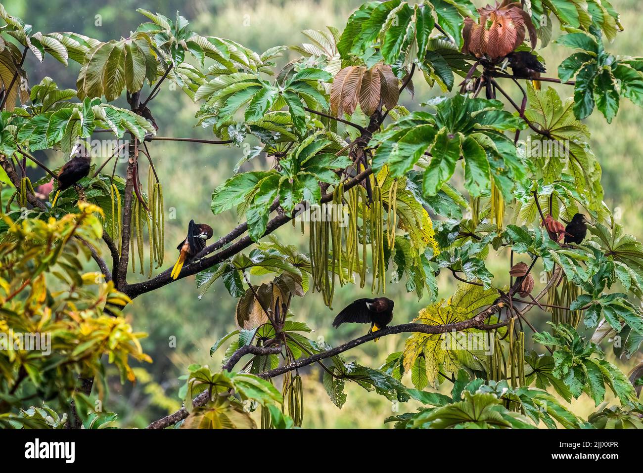 Multiple Chestnut-headed oropendolas perched birds atop a tree photo taken in Panama Stock Photo