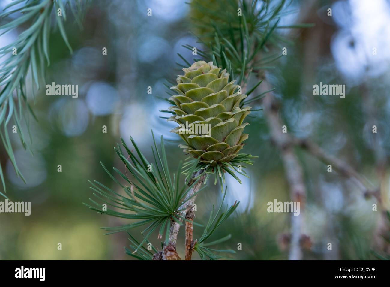 Pine cones on branches. Brown pine cone of pine tree. Growing cones