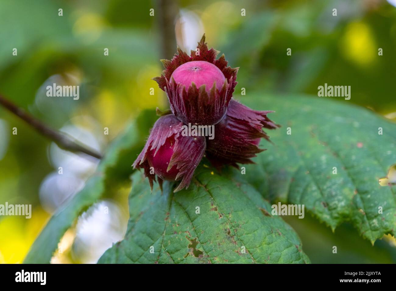 Hazelnut harvest hires stock photography and images Alamy