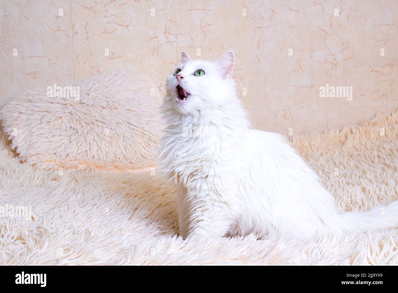 White fluffy cat licks portrait close up Stock Photo - Alamy