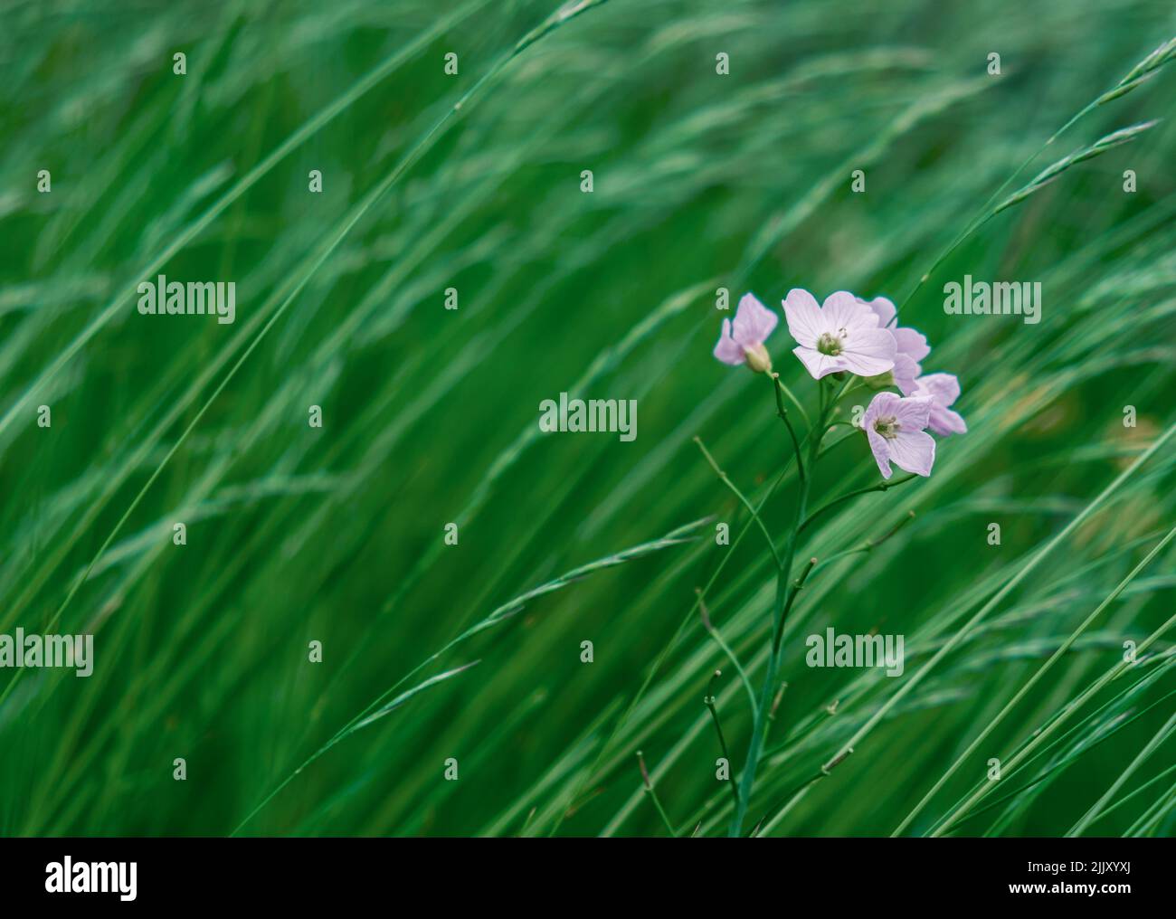 Delicate Lilac Wildflower In Long Grass With Copy Space Stock Photo