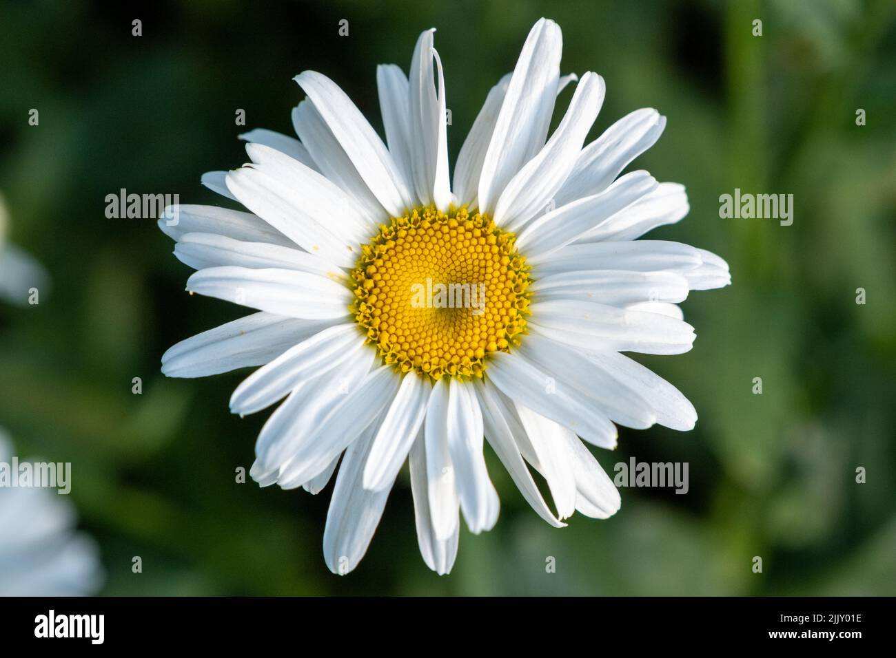 Isolated single white flower Argyranthemum frutescens, known as Paris daisy, marguerite or marguerite daisy in the green grass on a sunny day. Stock Photo