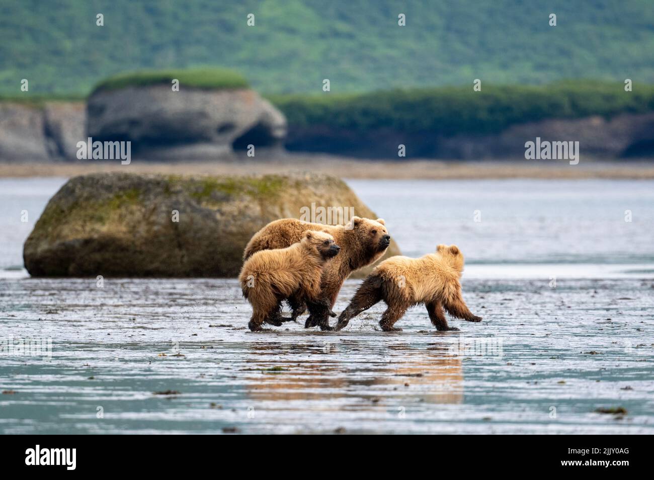 An Alaskan brown bear sow and two cubs run in mudflats of Akumwarvik ...