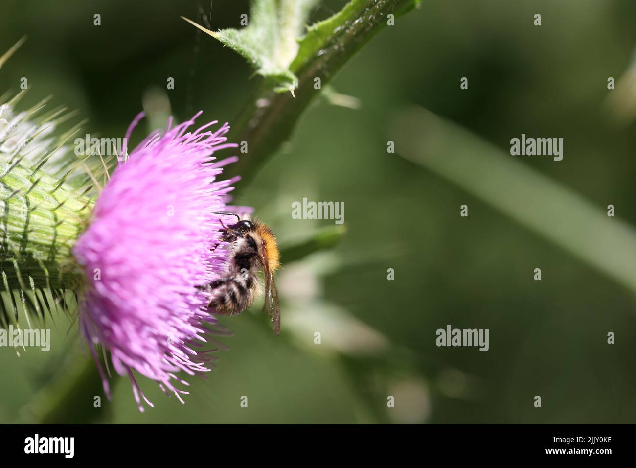 bumblebee feeding on a pink flower Stock Photo