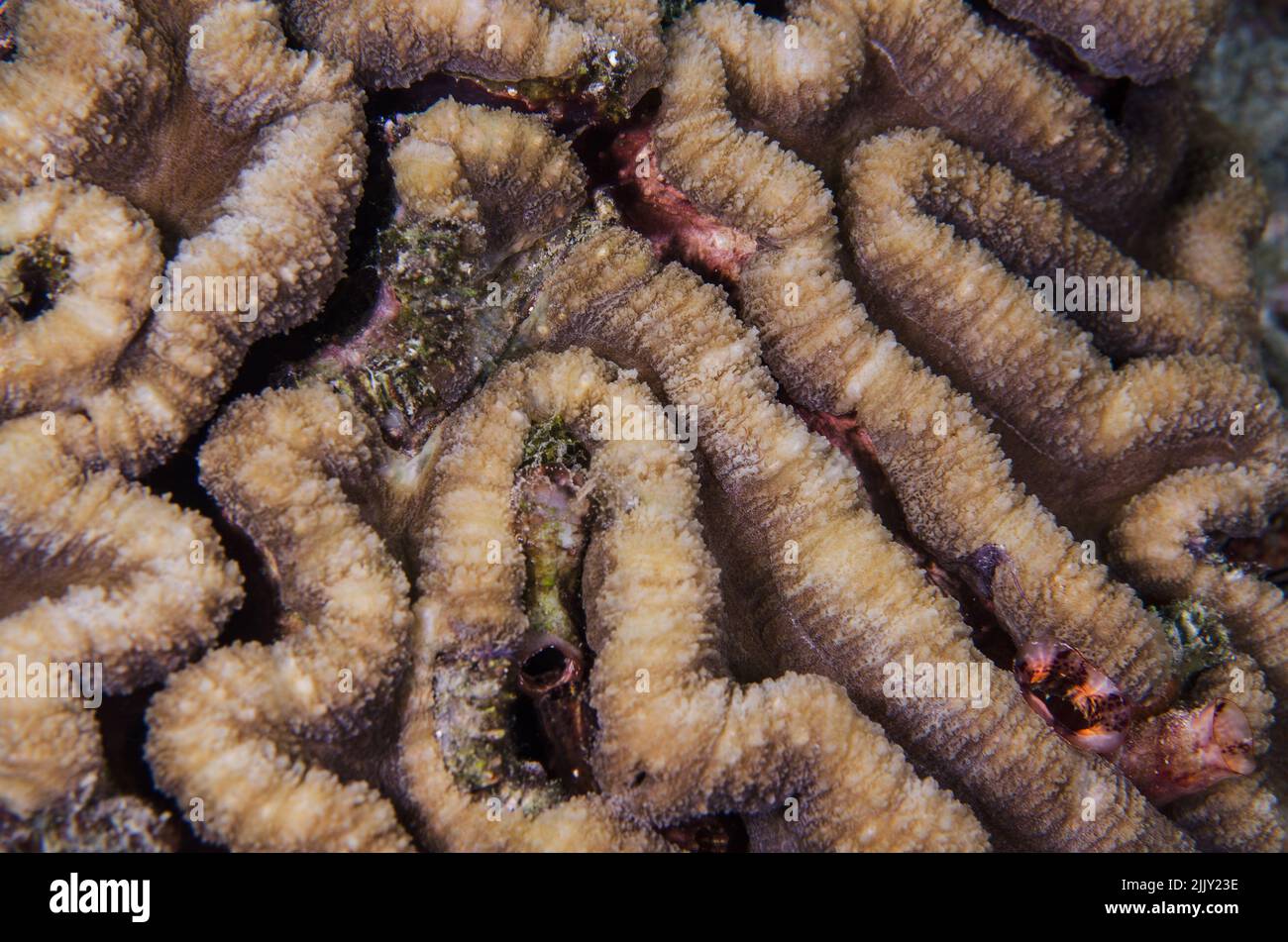 Stony coral, Symphyllia radians, Mussidae, Anilao, Batangas, Philippines, Indo-pacific Ocean, Asia Stock Photo