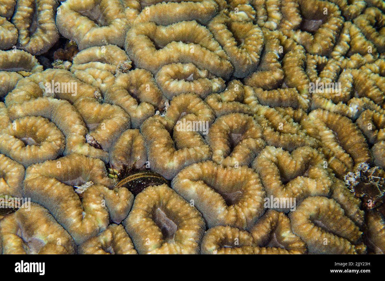 Stony coral, Lobophyllia corymbosa, Mussidae, Anilao, Batangas, Philippines, Indo-pacific Ocean, Asia Stock Photo