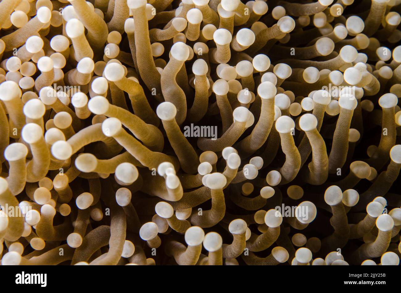 Mushroom Coral, Heliofungia actiniformis, Fungiidae, Anilao, Batangas, Philippines, Indo-pacific Ocean, Asia Stock Photo