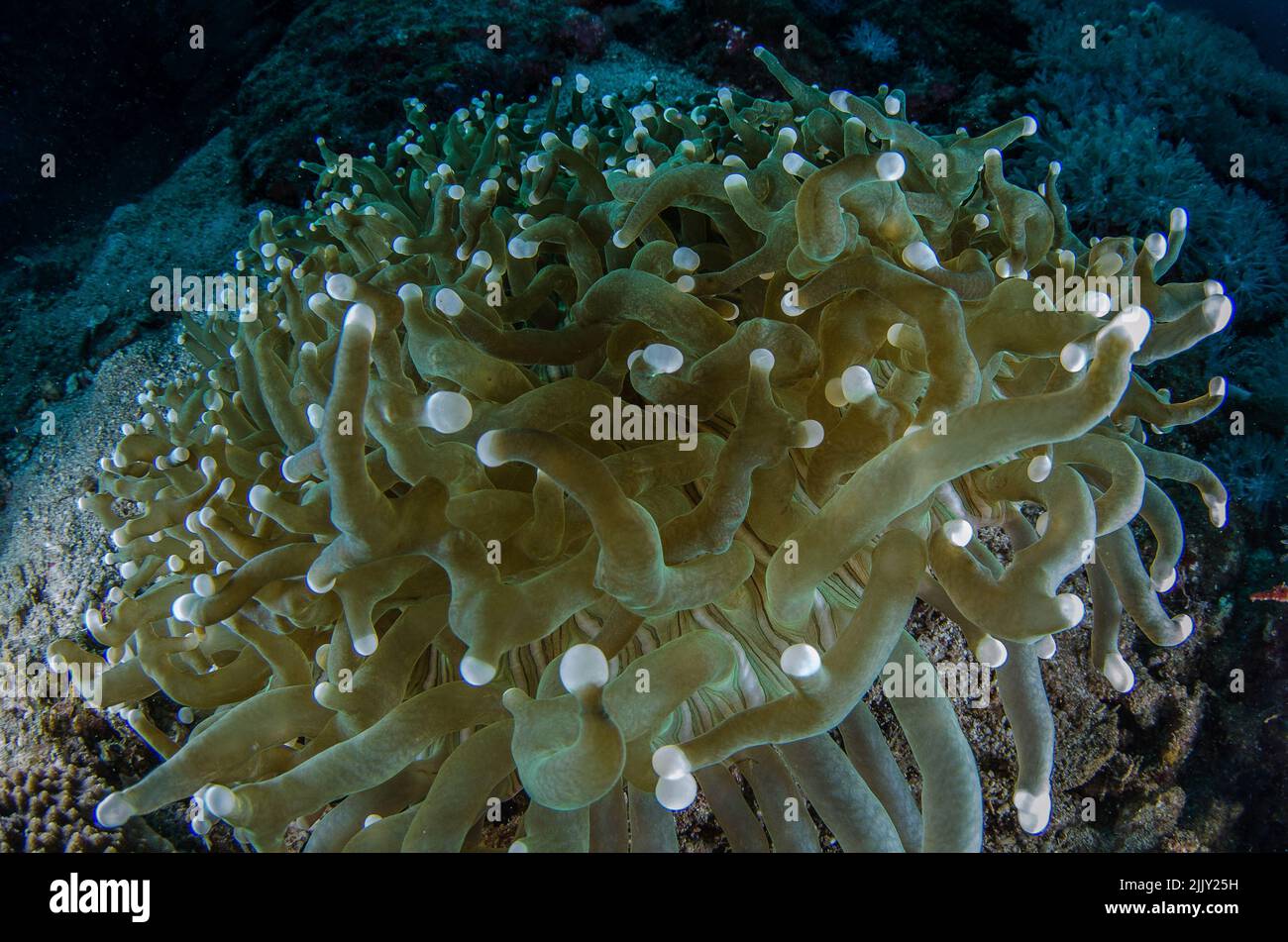 Mushroom Coral, Heliofungia actiniformis, Fungiidae, Anilao, Batangas, Philippines, Indo-pacific Ocean, Asia Stock Photo