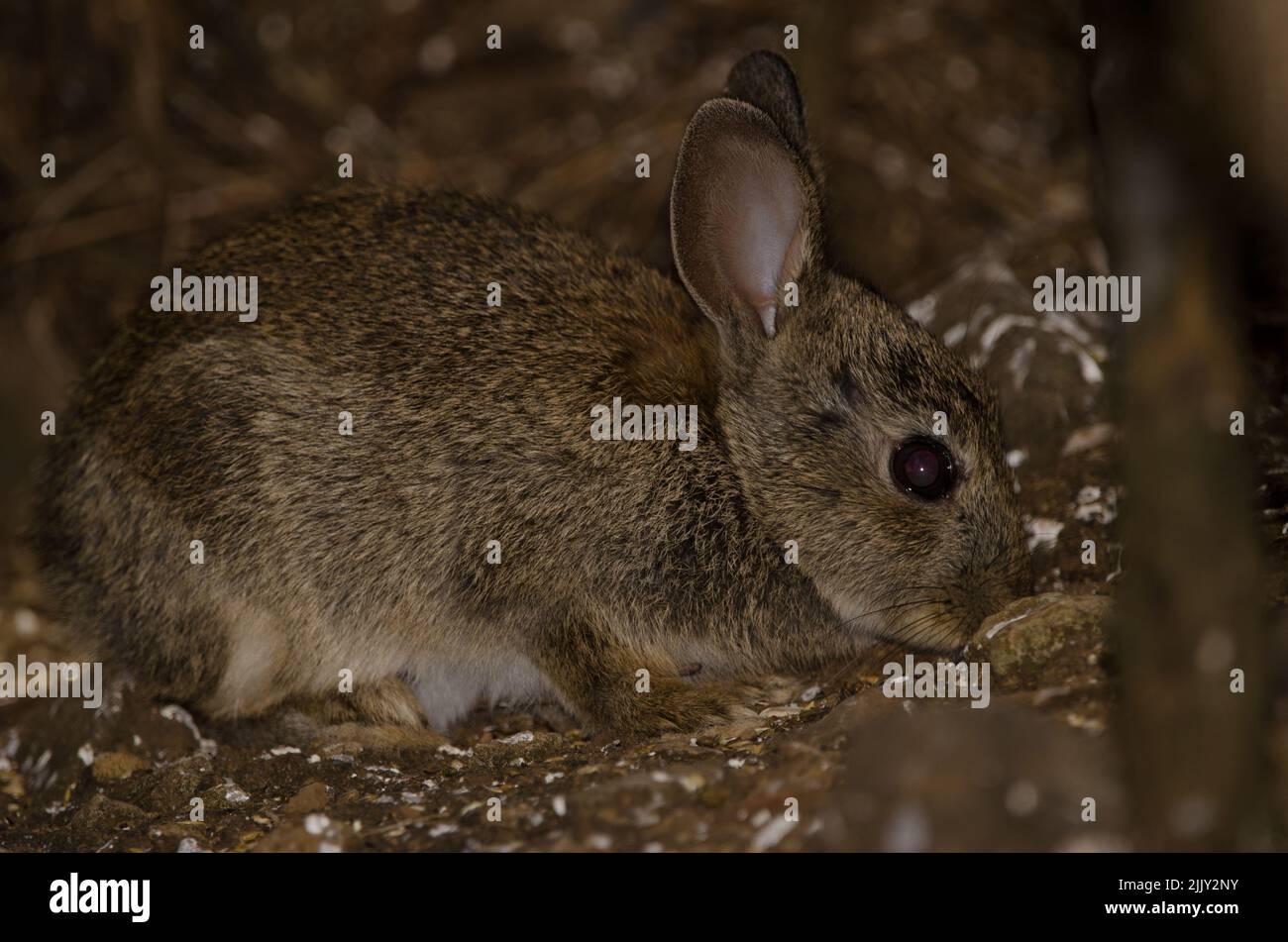 European rabbit Oryctolagus cuniculus. The Nublo Rural Park. Tejeda ...