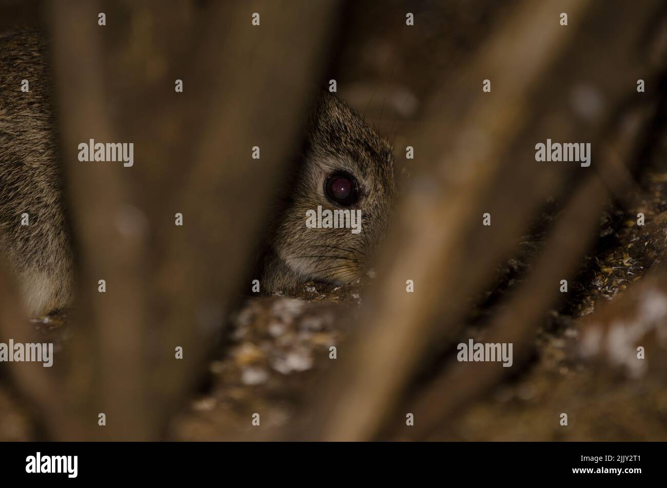 European rabbit Oryctolagus cuniculus behind a shrub. The Nublo Rural ...