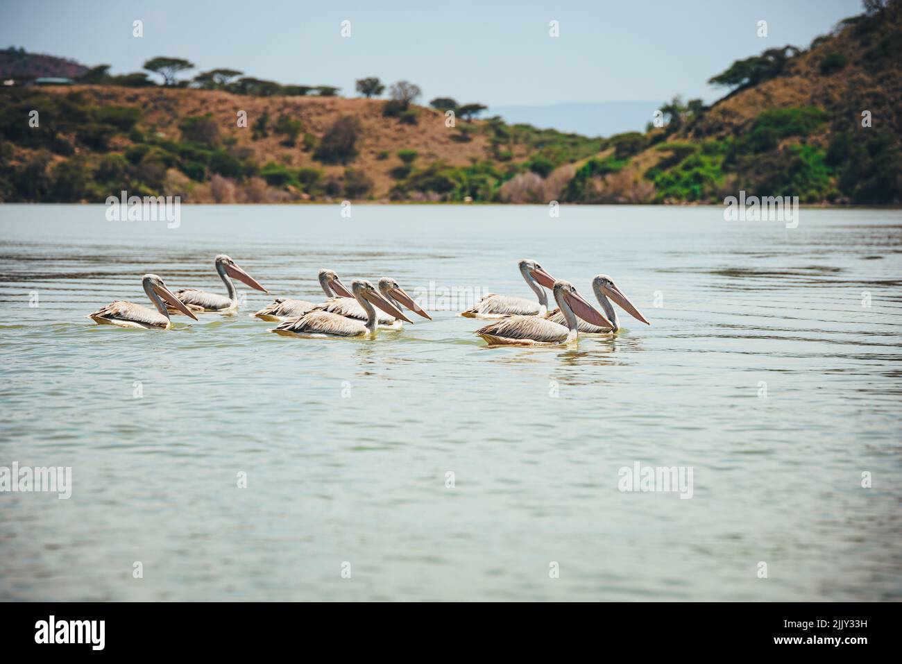 Pelicans in Lake Okavango in Africa. Fauna of Africa photo from wild nature Stock Photo