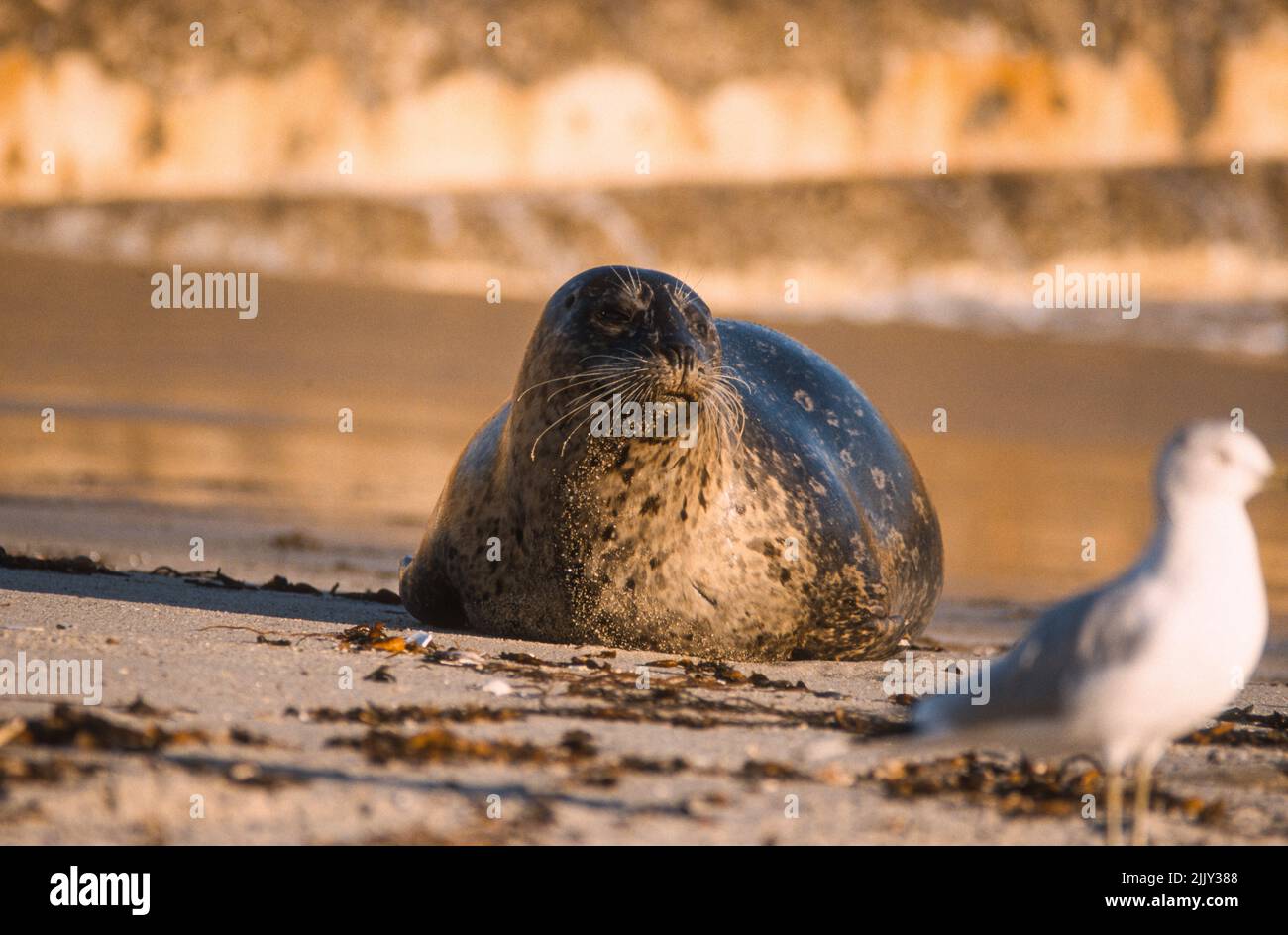 Harbor seals resting on the sand at Children's Pool in La Jolla