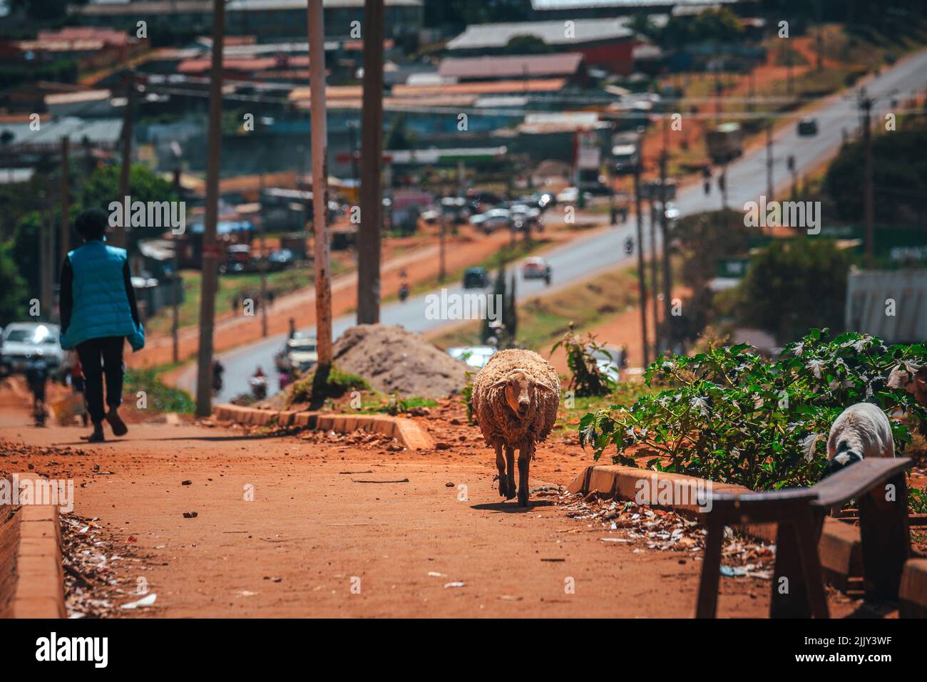 Iten town in Kenya, A sheep walks along the sidewalk. Simple and challenging life in Africa Stock Photo