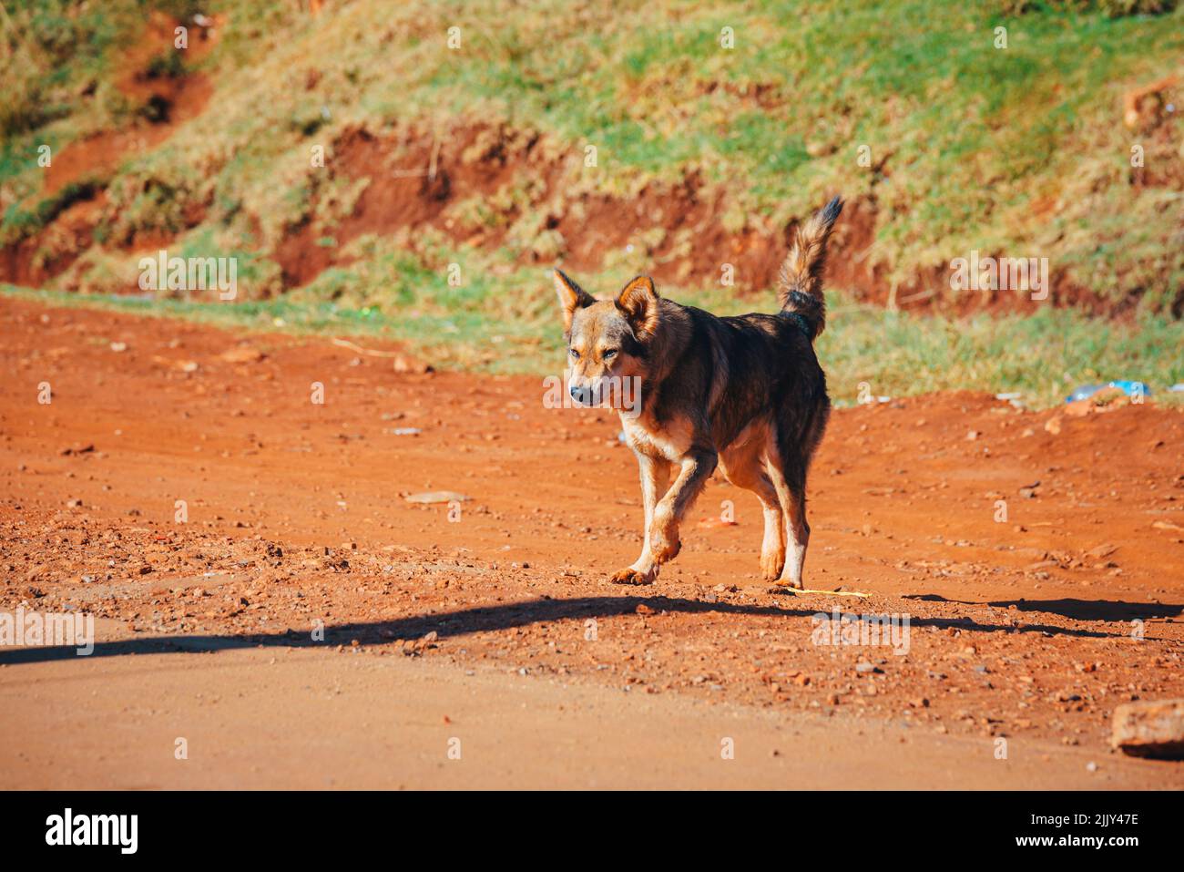 A dog in Africa, a free-roaming dog in downtown Eldoret. Kenya, Africa Stock Photo