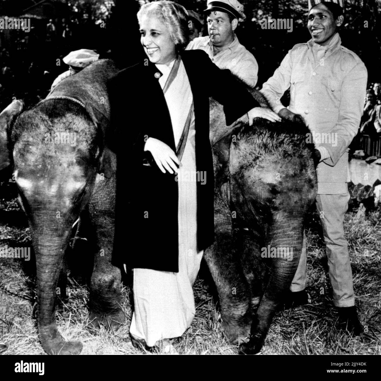 Madame Ambassador Presents Elephants To Zoo -- Madame Vijaya Pandit, India's Ambassador to the United States, Stands smiling between two baby Elephants as she presents them to the National Zoological Park today as a gift from Prime Minister Jawaharlal Nehru of India. The newly-arrived babies are 'Shanti' (left), a 2 1/2 year old female, and 'Ashok', a two year old male. The trainer who brought them from Bombay to New York by ship and to Washington by truck, Baby Jan stands at right. April 16, 1950. (Photo by AP Wirephoto). Stock Photo