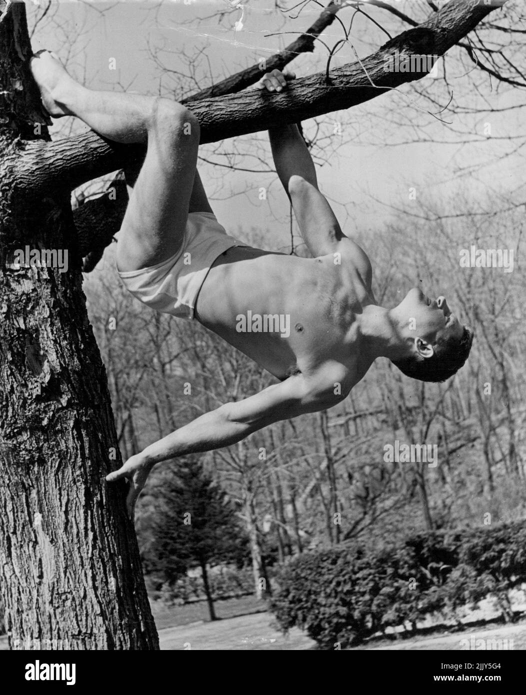 Boxer Trains For Fight By Nova Methods - Lou Nova a new star rising over the horison of prize fighting, trained for his fight with Max Baer at Dr. Pierre Bernard's Clarkstown Country Club in Rockland County, N.Y., where he prepared himself by yoga methods for the bout and he won... Among exercises recommended by Dr. Bernard is tree climbing, which is here zealously performed by Nova. Nova was a warded title Paramahamsas' which may be translated as 'equally developed in mind and body.' August 5, 1939. (Photo by Karger, Pix Publishing Inc.) Stock Photo