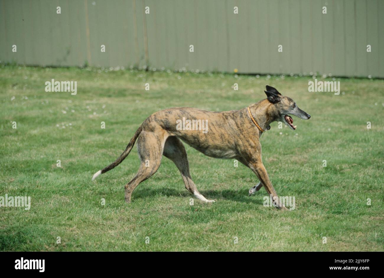 Greyhound running in yard Stock Photo Alamy