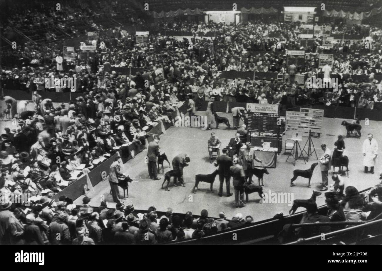 Doberman Pinschers Judged At Dog Show - This is a general view of Madison Square Garden today during the opening session of the Westminster Kennel Club's 73rd annual dog show. In foreground judging of Doberman pinschers is underway. February 14, 1949. (Photo by AP Wirephoto). Stock Photo