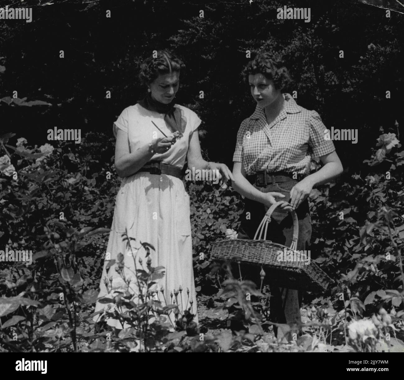 Duchess Of Kent And Her Daughter Princess Alexandra -- The Duchess Of Kent and her daughter at their beautiful home of 'Coppins' in the village of Iver, Bucks, picking roses from their sunken rose garden. September 07, 1954. (Photo by Michael McKeown). Stock Photo