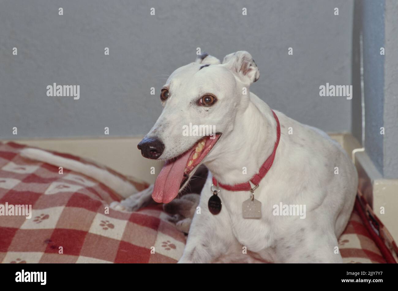 Greyhound laying in bed inside Stock Photo Alamy