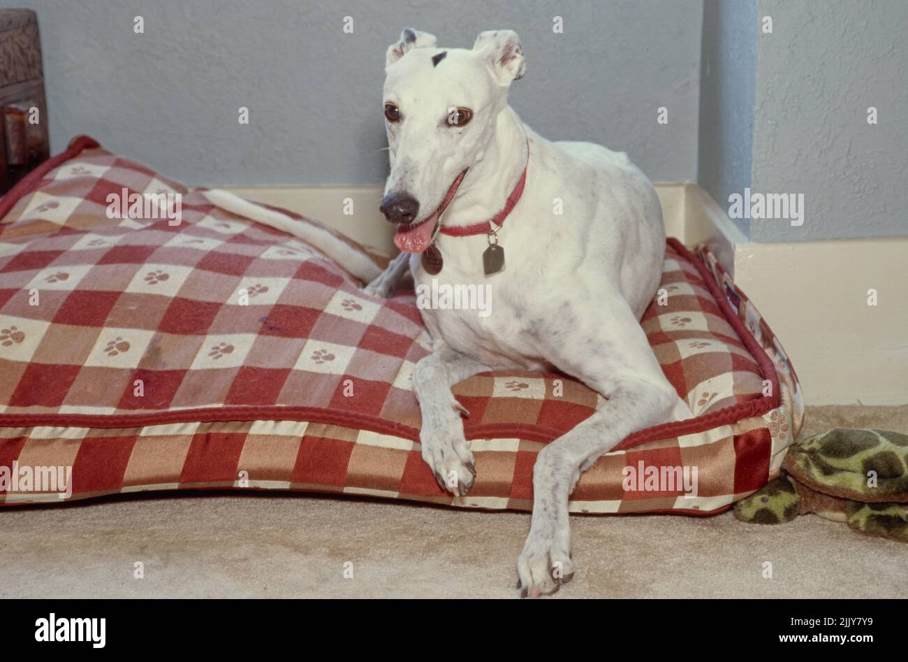 Greyhound laying in bed inside Stock Photo Alamy