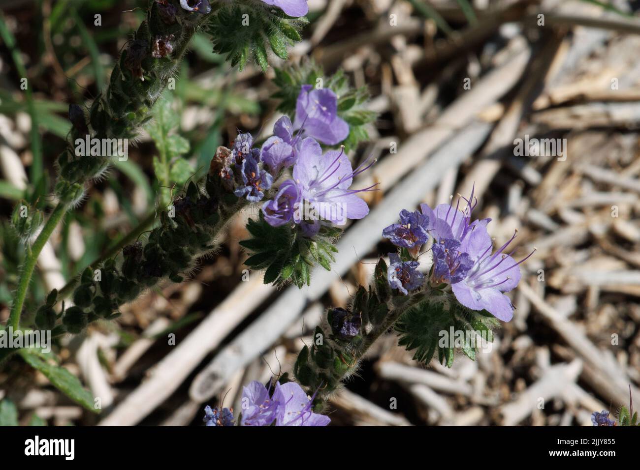 Purple flowering determinate helicoid cyme inflorescences of Phacelia Distans, Boraginaceae, native annual in the Anza Borrego Desert, Springtime. Stock Photo