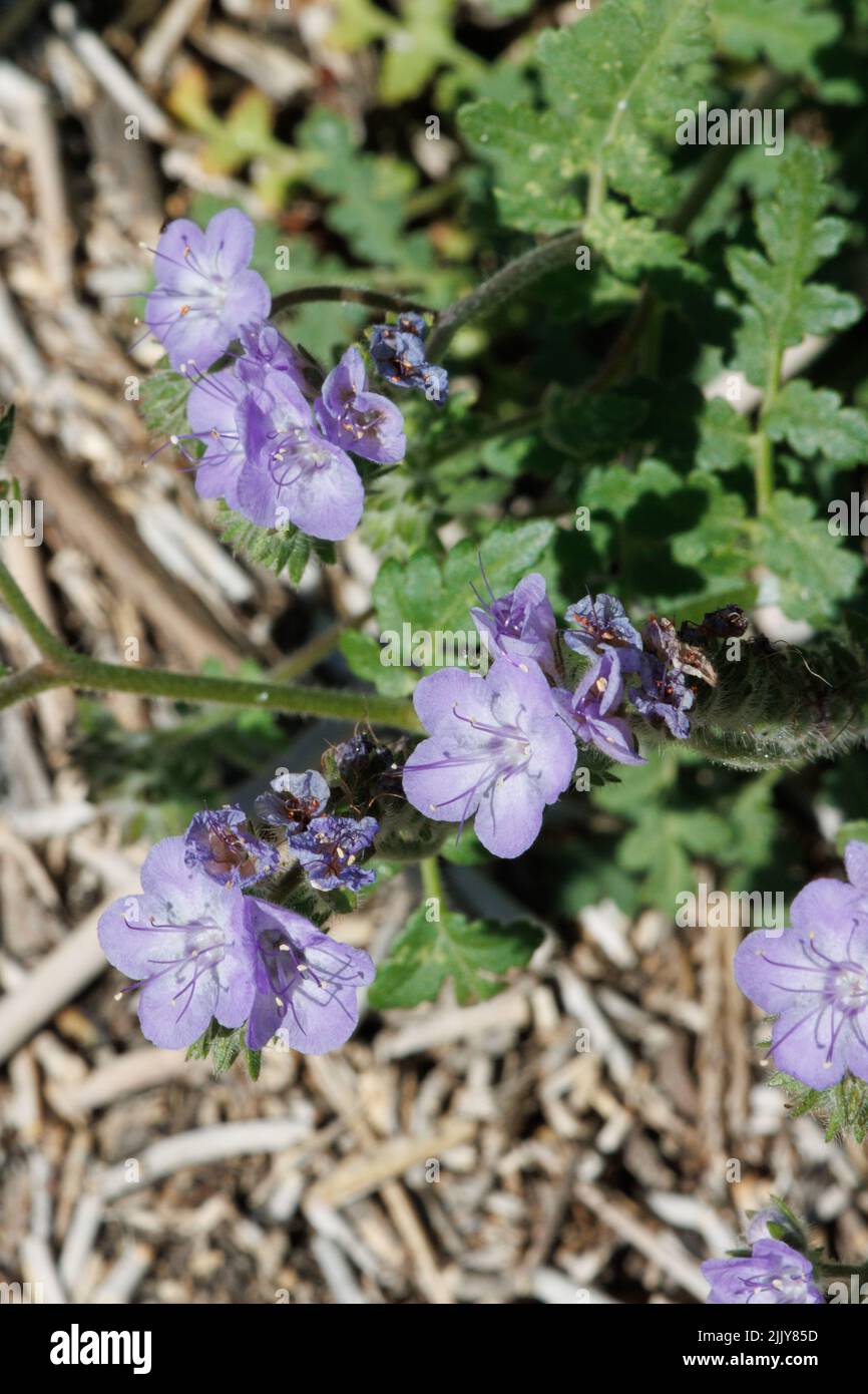 Purple flowering determinate helicoid cyme inflorescences of Phacelia Distans, Boraginaceae, native annual in the Anza Borrego Desert, Springtime. Stock Photo
