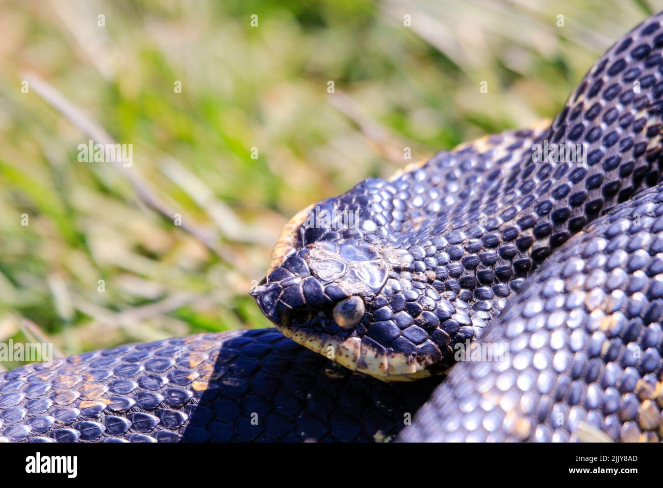 Eastern Hognose Snake with flattened neck on sandy soil with grass Stock Photo