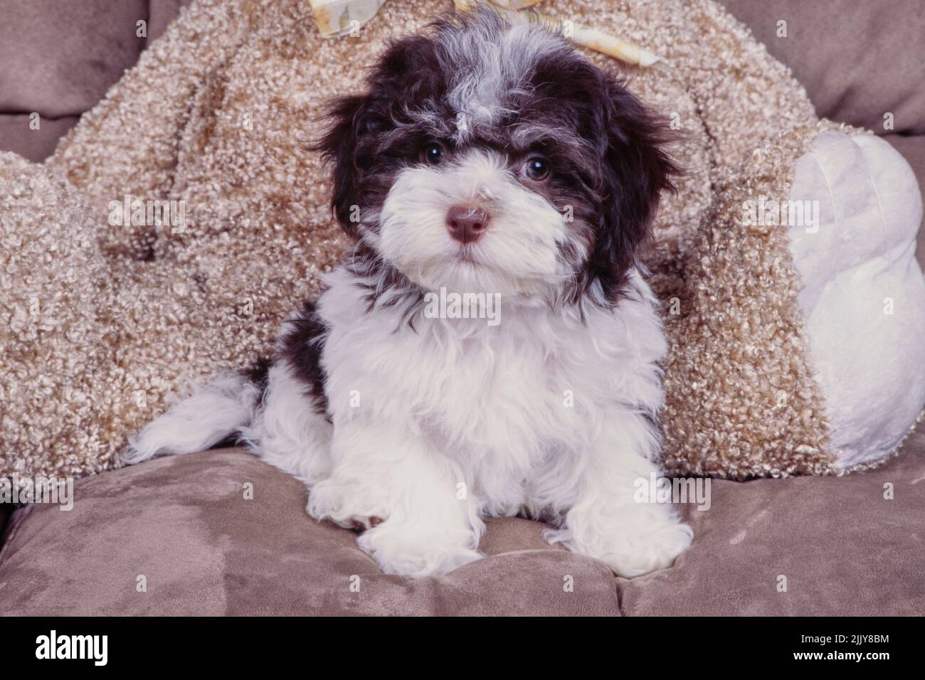 Havanese stuffed animal hotsell