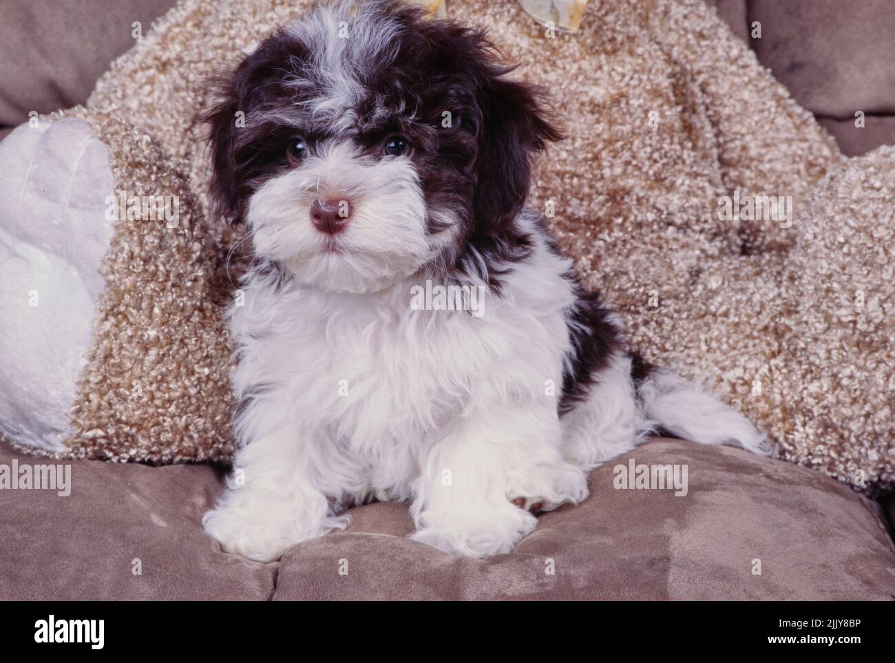 Havanese with stuffed animal Stock Photo Alamy