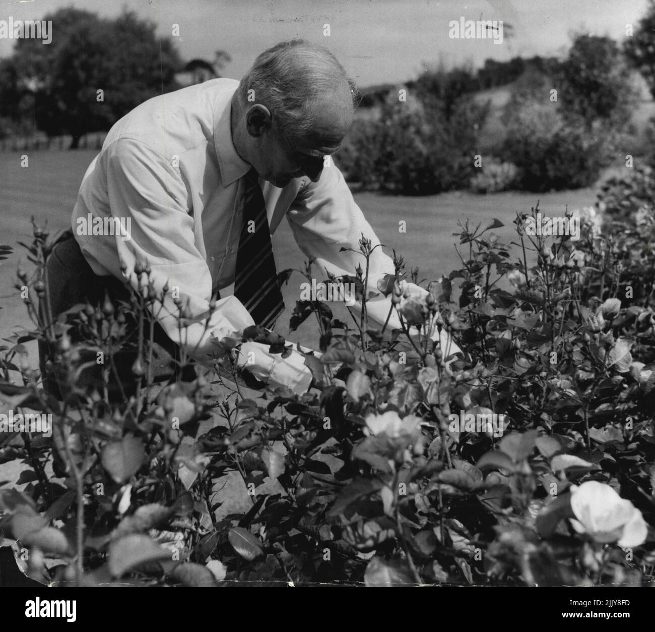 Field Marshal Lord Montgomery - Gardening - Personalities. January 10, 1955. (Photo by Jack Esten). Stock Photo