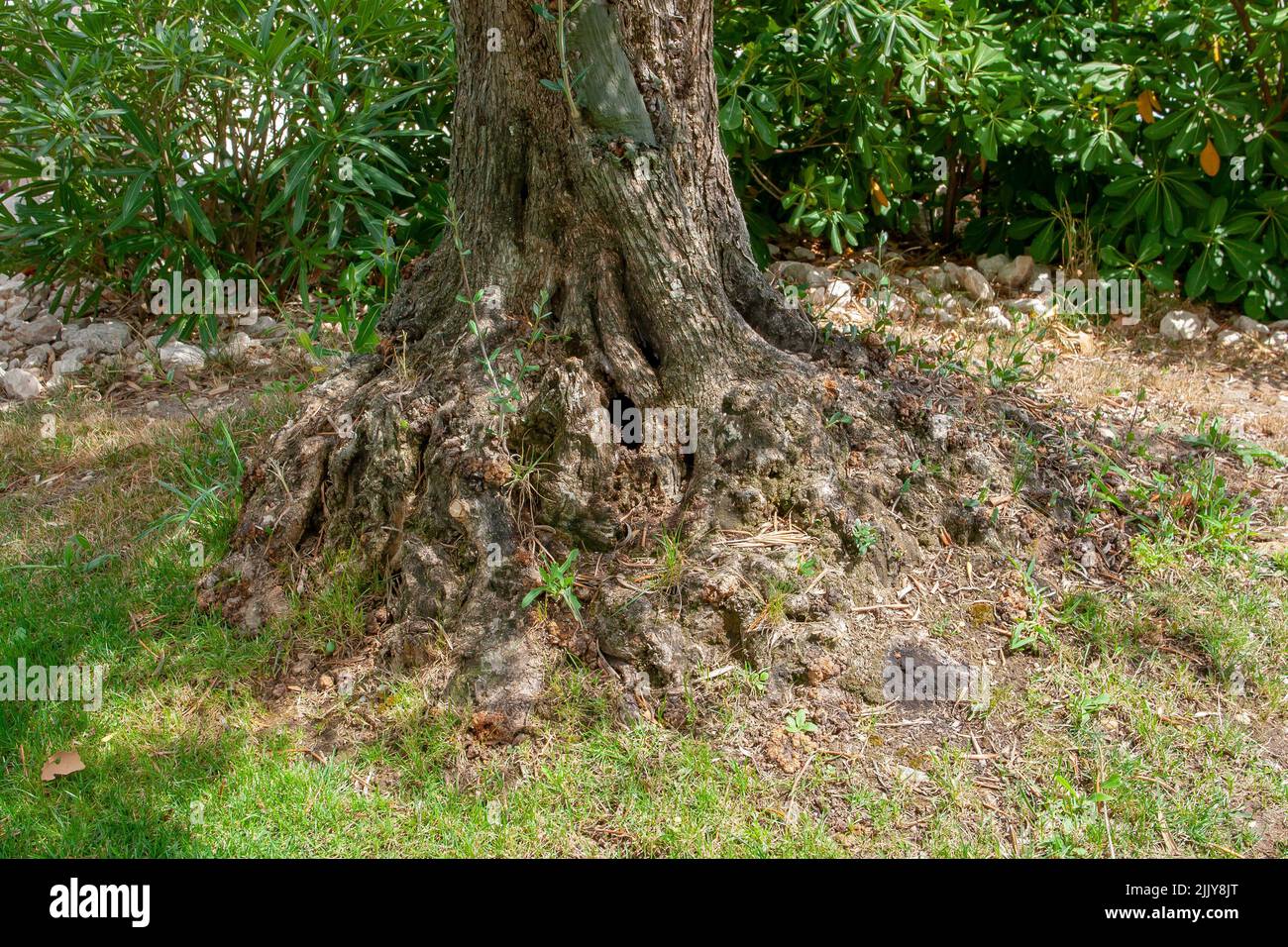 An ancient Olive Tree with gnarled trunk bark growing in a private garden in the Drome region of France Stock Photo