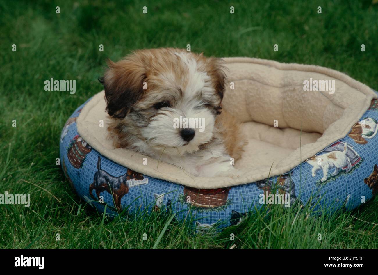 Havanese puppy in dog bed Stock Photo Alamy