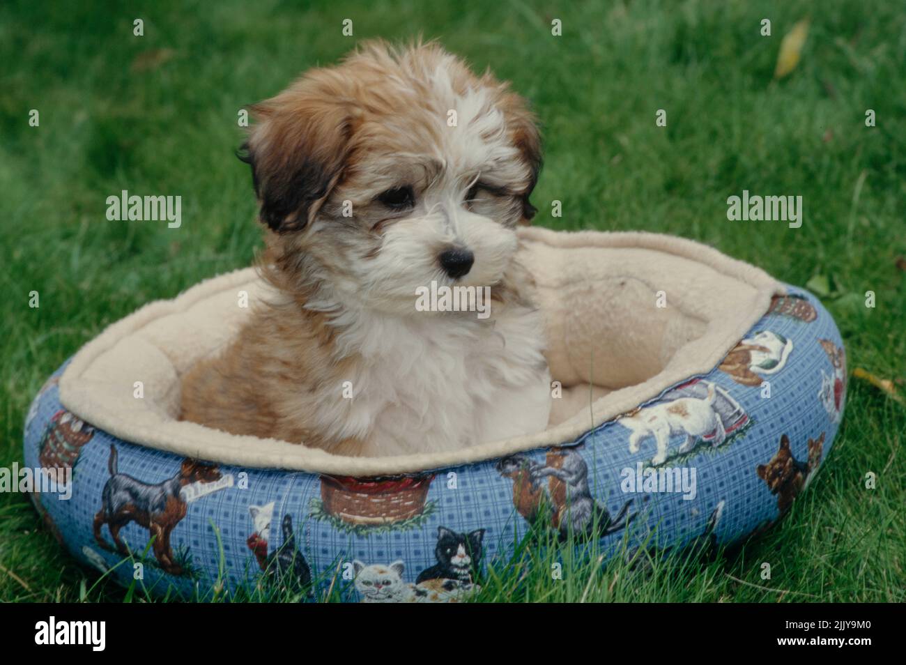 Havanese puppy in dog bed Stock Photo Alamy
