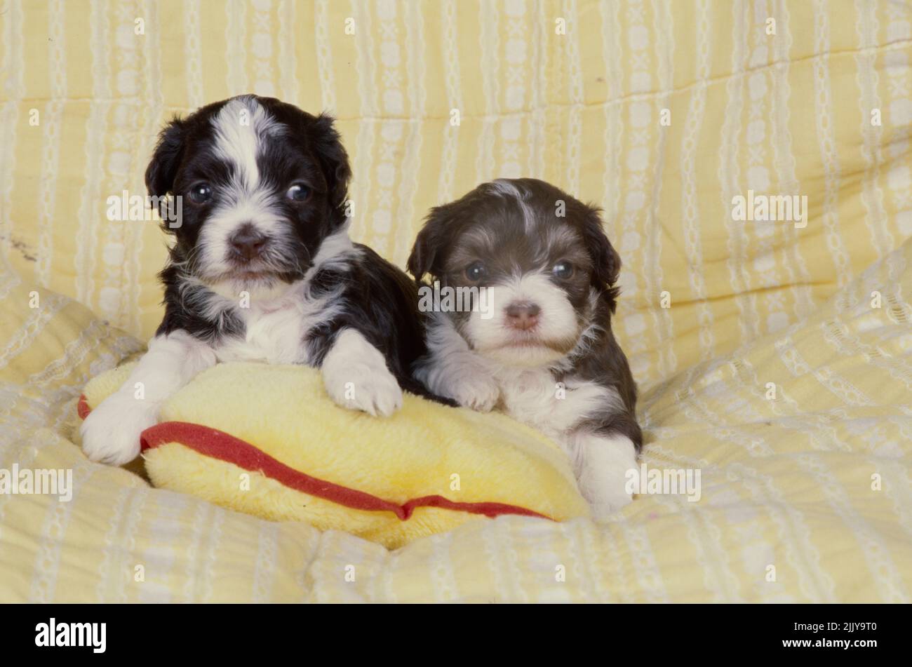 Havanese puppies with stuffed toy Stock Photo Alamy