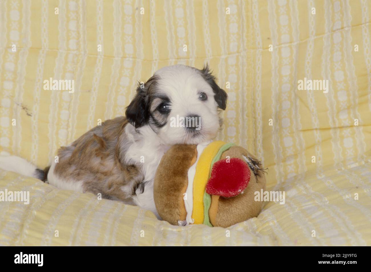 Havanese puppy with stuffed toy Stock Photo Alamy