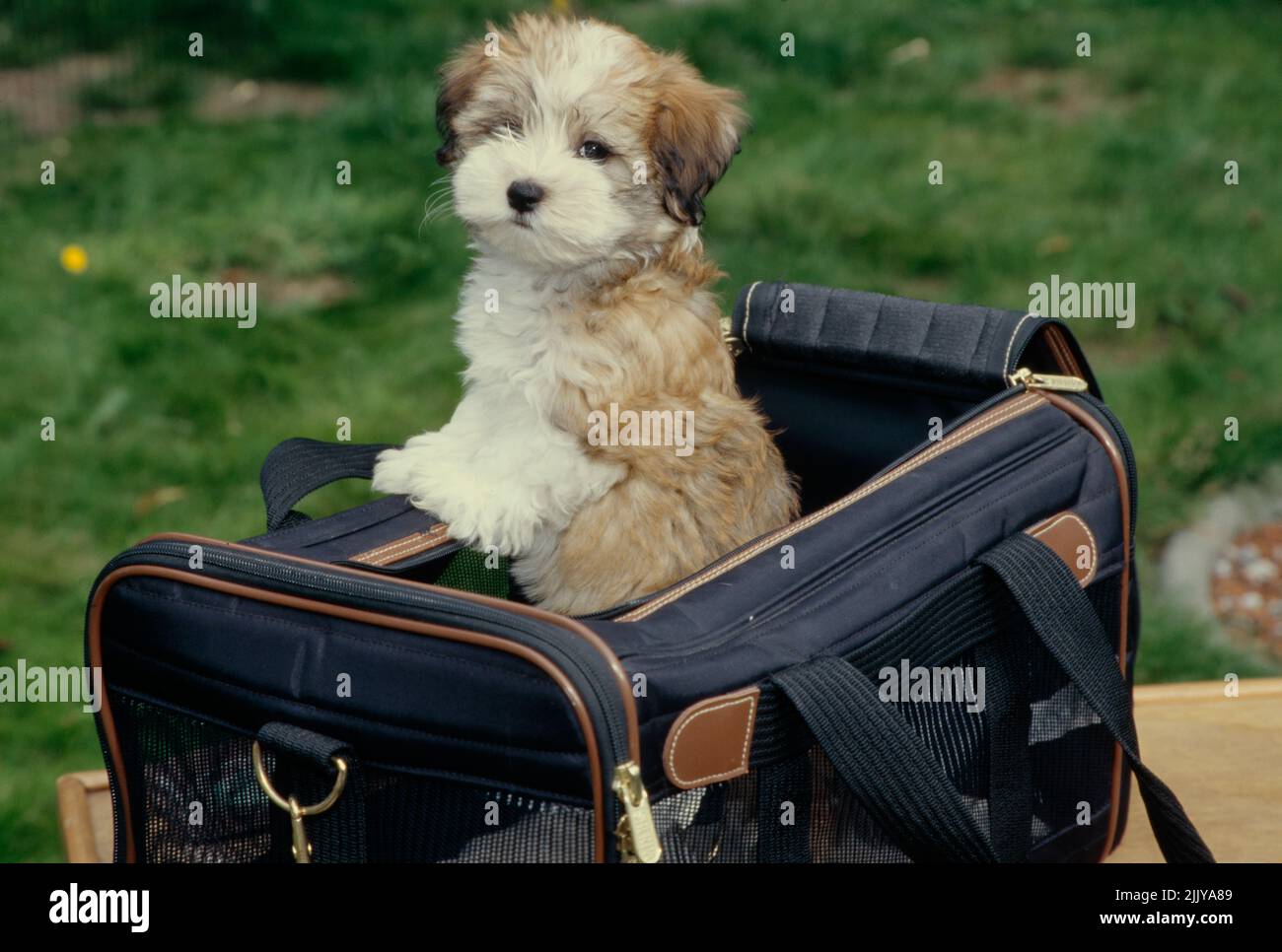 Havanese puppy in carrier Stock Photo Alamy