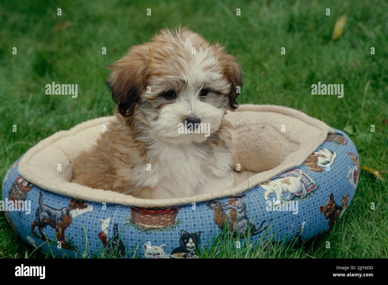 Havanese puppy in dog bed Stock Photo Alamy