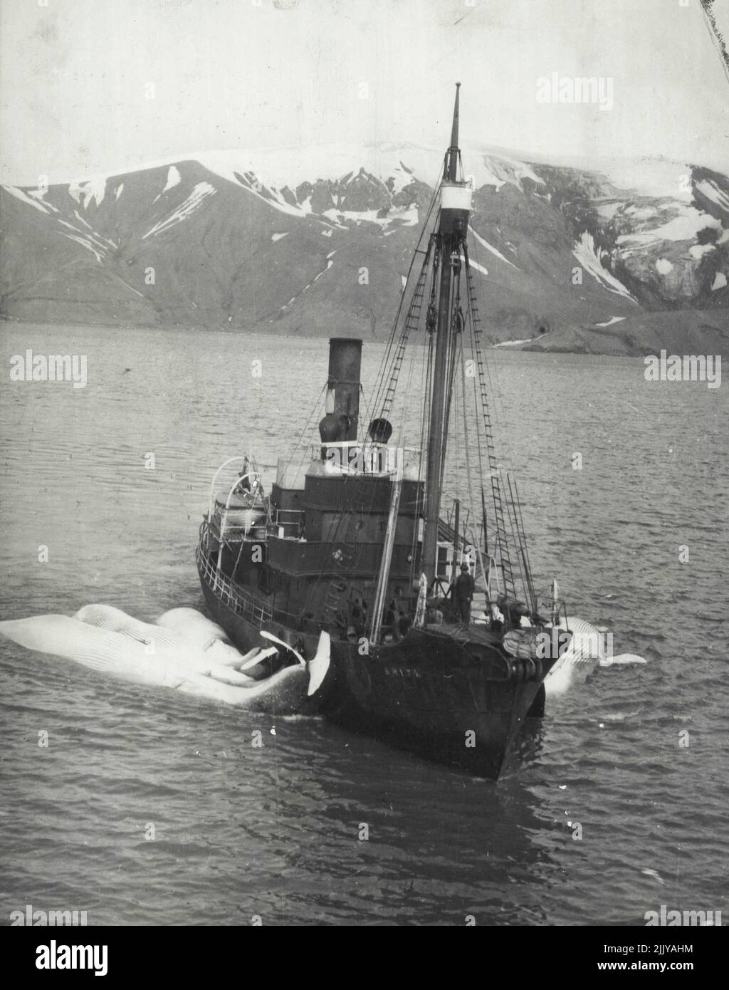 First Photos Wilkins-Hearst Antarctic Expedition -- A whaler towing several whales toward deception, after a successful day at sea. March 14, 1929. Stock Photo