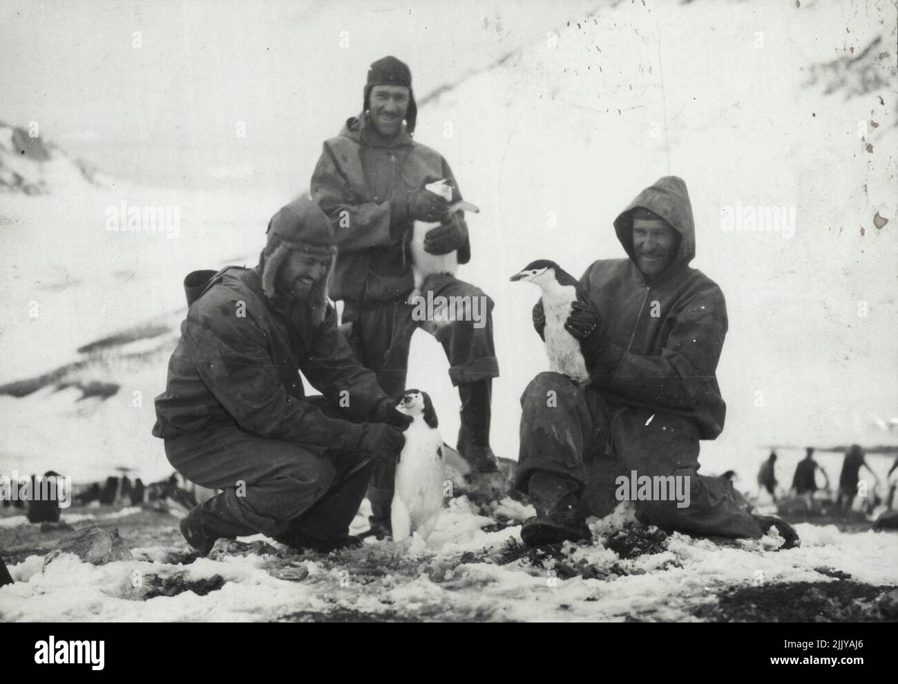 First Photos Wilkins-Hearst Antarctic Expedition -- Lt. Carl Ben Eielson, right, and other members of the Wilkins-Hearst south polar expedition having a little petting party with some of the Penguins at deception Island, But the Penguins didn't seem to enjoy it. March 14, 1929. Stock Photo