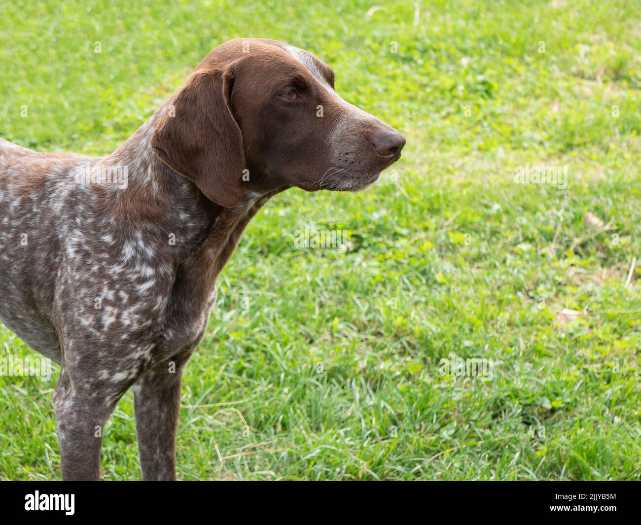 German Shorthaired Pointer (Kurzhaar) outdoor, copy space. Pointing dog, hunting breed Stock Photo