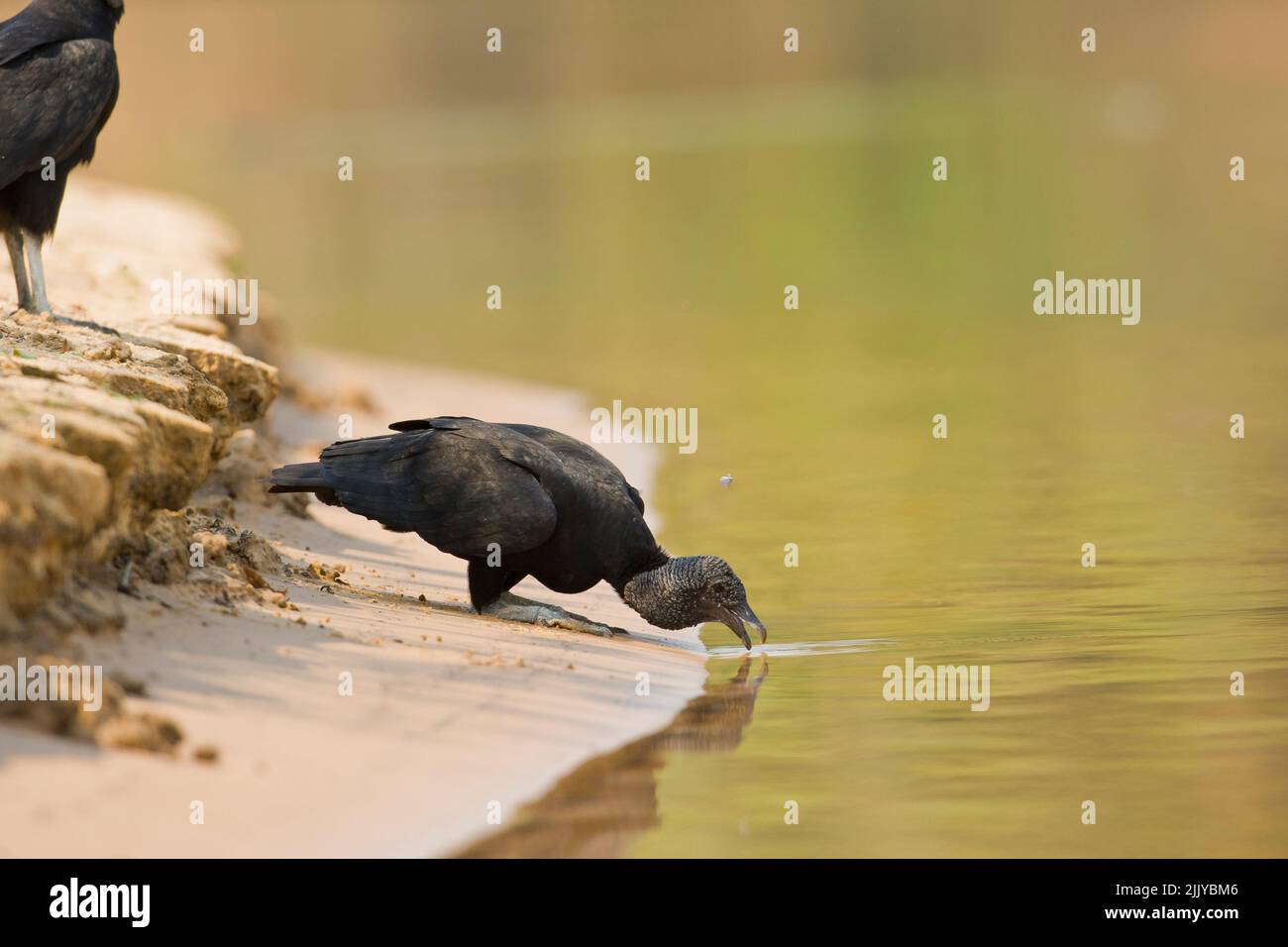 Black Vultures (Coragyps atratus) drinking from the Cuiaba river Stock Photo