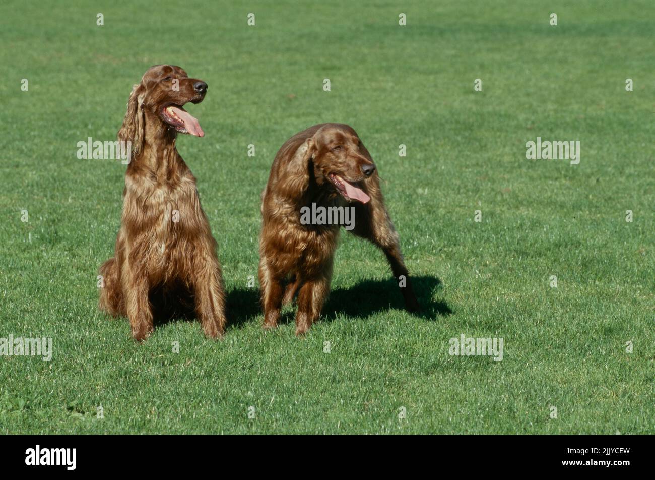 Irish Setters in grass Stock Photo Alamy