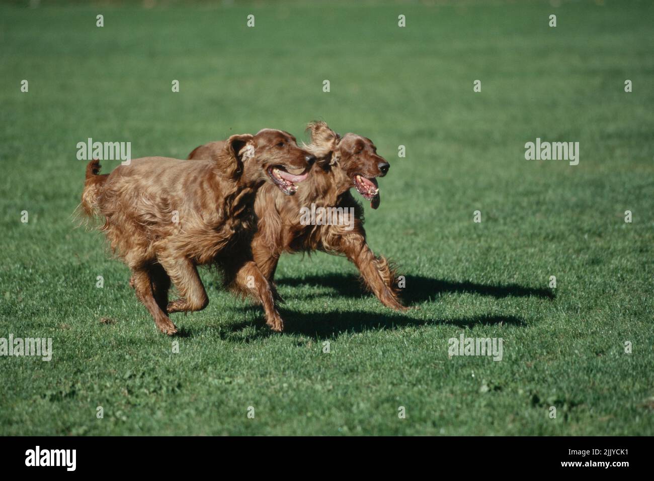 Irish Setters in grass Stock Photo Alamy