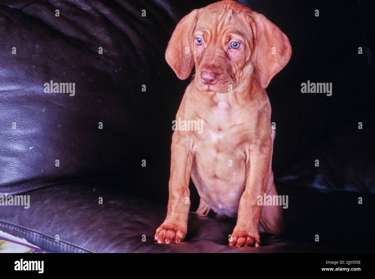 Vizsla puppy sitting up on leather couch Stock Photo Alamy