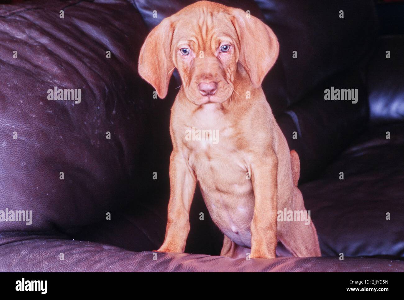 Vizsla puppy sitting up on leather couch Stock Photo Alamy